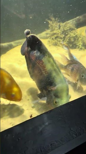 Feeding the 500 Gallon Tank!