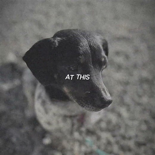 Dogs are not mean and dogs love you more than anything!