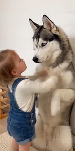 11M views · 242K reactions | When a 4-year-old becomes the household manager — and the husky is her number one employee review. #huskyreels #funnydogs #toddlerlife #dogmoments #petcomedy #viraldogvideo #huskysoftiktok #cutereels #doglovercommunity #funnyfamilyvideos | LOL | Facebook