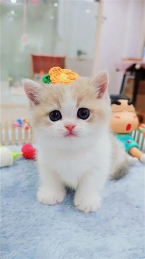 cutest kitten moments 046 - always cuteness #cat #kitten #cute