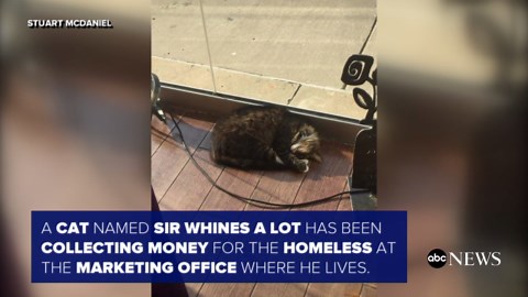 Office cat collects money for homeless by snatching from passers-by