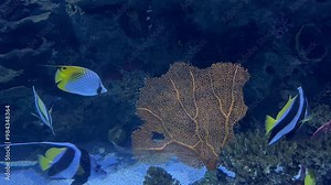 Underwater scene of Pennant coralfish, a triangular striped fish in ocean waters with coral reefs