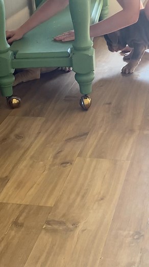 Bluffs Gus, Waiting for the empty milk bottle 😅🫣❤️ Such a character. Legacy Aussie Bulldogs #aussiebulldog | Legacy Aussie Bulldogs