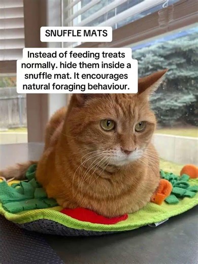 Things I recommend for indoor cats that actually keep them stimulated #stimulate #cats #ad