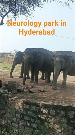 hati mera Sathi #lifeisbutadream #love #elephant #nature