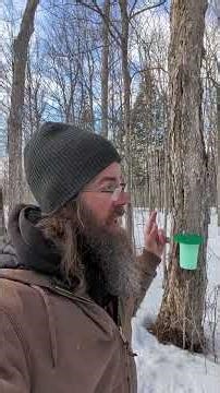 Collecting maple sap to make maple syrup #spring #maplesyrup #sap