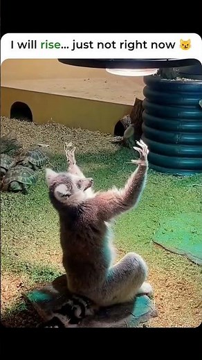 Rise… Later 😼 #shorts