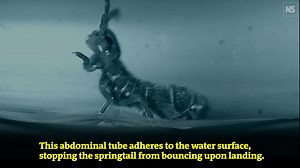 292K views · 10K reactions | Using high-speed photography, researchers led by Víctor Ortega-Jiménez at the Georgia Institute of Technology have solved the mystery of how springtails jump away from danger and land perfectly every time https://www.newscientist.com/video/2346050-slo-mo-camera-reveals-why-springtails-land-perfectly-every-time/ | New Scientist | Facebook