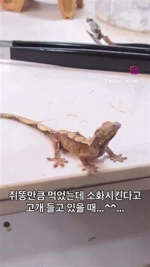 너 코딱지만큼 먹었다 .. #reptiles #게코