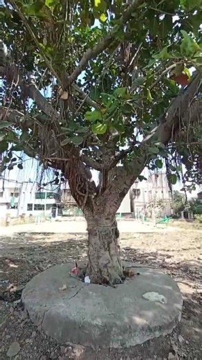 radmi 12 4G camara test