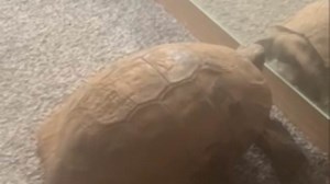 Fred the tortoise back at home after 'running away' four years ago
