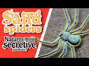 Six Eyed Sand spiders | Natures Most Secretive Assassins