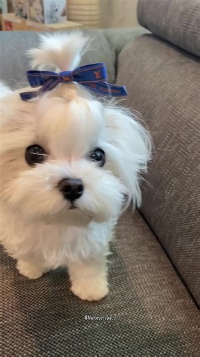 So adorable 💜💜💜 #maltese #malteselove #maltesepuppy #maltesegram #malteseofinstagram
