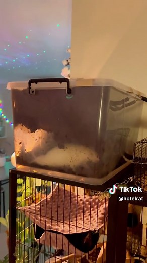 Bioactive Dig Boxes! Are they worth it? We think so & this is why 🥰 🍽️ Foraging Excitement: With the dig box, you can introduce various foraging activities, tapping into your rats' innate instincts to search for hidden treats, burrow and dig. This interactive experience not only keeps them entertained for hours but also promotes exercise, prevents boredom and potential behavior problems. 🌿 Natural Habitat Experience: Recreating a natural habitat is made easy with the dig box. By mimicking ele