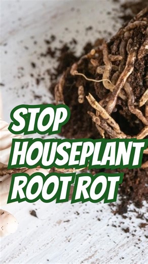 Stop Root Rot on Your Houseplants | DoMyOwn.com