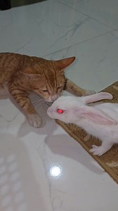 10K views · 99 reactions | Cat wants to make bunny friend #cute #cat #bunny #rabbit #friendship | Andaman Baby | Facebook