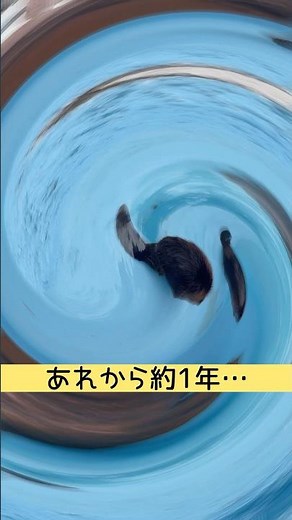 あれから１年… #東武動物公園 #かわいい #動物 #zoo #animals #アメリカビーバー #ビーバー #動物園