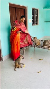 Baby monkeys amazing funny video 🤣🤣 #monkeyclip #animallife #funnyanimal #funnymonkey