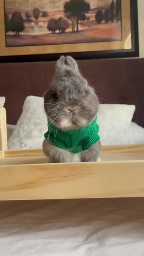 100K views · 1.6K reactions | This bunny is just TOO cool  TT/IG | bunnydayoff | Fluff Squad | Facebook