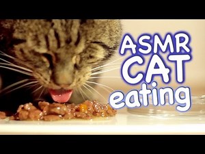 ASMR Cat - Eating #4