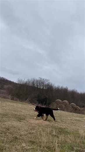 Mr. White 4 months old 🐾 #bernesemountaindog #bernese #bernesepuppy #bernerpuppy #berneselove