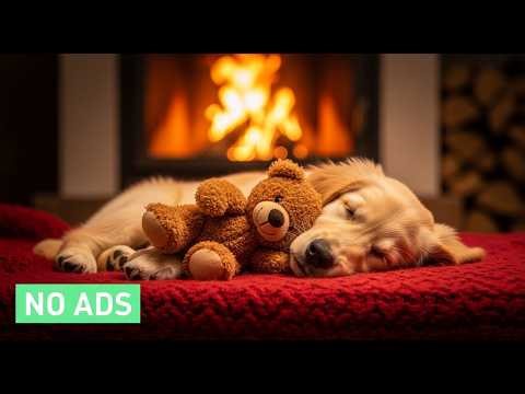 12H Relaxing Dog Music 🐾 Soothing Sounds for Anxiety Relief 🦮 Peaceful Pet Audio – No Ads