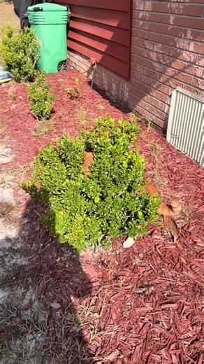 Pennywise hunting in the trees. #cats #tinylionsrescue