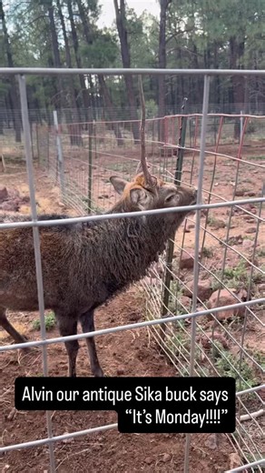 Alvin the unicorn is our senior sika buck. He was born here at the Deer Farm. His dad also only grew one antler in his senior years. HAPPY MONDAY! #Monday #deerpark #sikadeer #buck #rut #williamsaz #unicorn #seniordeer | Grand Canyon Deer Farm