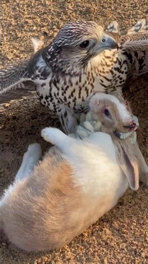 🦅Falcon Eating the Rabbit 🐇 #youtube #birds #harehunting #wildlife #nature #falconry