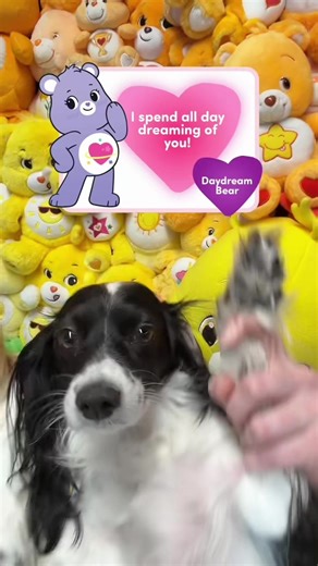 everyone wants a special Care Bears Valentine's Day message 💌❤️ what bear did you get? 🤭 @Laura Gouillon #carebears #carebearsvalentines #valentinesday #carebearsvalentinesday