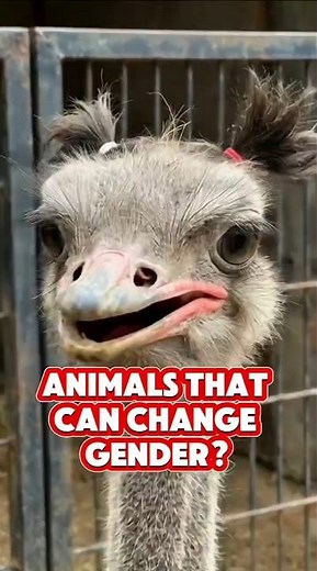 Top 3 Animals That Can Change Gender 😳 #wildlifeentertainment