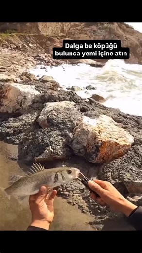 doktor Atçek on Instagram: "Dalga ve köpüğün içinde gezme ihtimali çok yüksek olan levrek; kıyıya vuran dalgaların karıştırdığı taşlık–kayalık bölgelerde, mendirek ağızlarında, liman girişlerinde ve dere ağızlarında dolaşır. Özellikle sabah suyu ve gün batımında avcı olur; karanlıkta sığa girip ani saldırılar yapar. Levrek arıyorsan köpüğün, akıntının ve yem balığının olduğu yerleri mutlaka kontrol et! 🎣🌊 #levrek #levrekavi #levrekavı #kıyıavı #spinavı atcek shorefishing lrf denizbalığı balıka