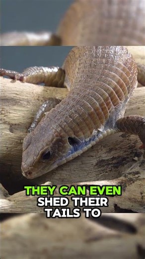 Plated Lizards: Nature’s Armoured Survivors!