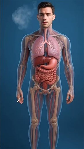 Smoking Effects Inside the Body — Transparent 3D Anatomy View