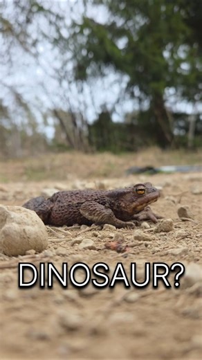 You won’t believe this frog… 🐸