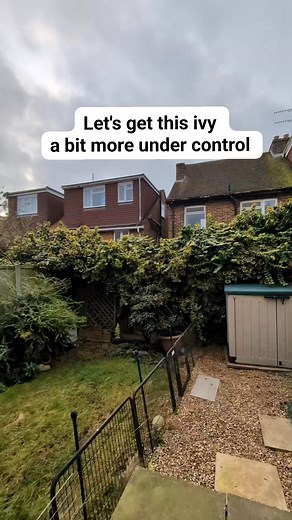 Let's get this back under control #gardening #gardener #ivy #hedra #gardenmaintenance #diy #gardenlife #gardens #garden #landscaping | Gary Hall Garden Services