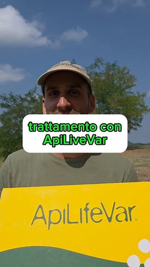 🐝 ApiLifeVar di @alveis_chemicalslaif molto più di un trattamento anti-varroa! In apicoltura la lotta alla varroa è fondamentale. Ma il timolo non si limita a combatterla: ✨ Stimola il comportamento igienico delle api ✨ Protegge la covata da funghi e batteri ✨ Riduce il Nosema Ceranae ✨ Tiene lontane persino le formiche! Colonie più forti, api che vivono più a lungo 💛 👉 Scrivimi nei commenti se lo hai mai provato e seguimi per altri consigli di apicoltura! | Lo Psicologo delle Api
