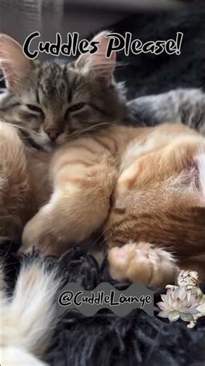Cuddle Kittens Cute Snuggly Cats @CuddleLounge
