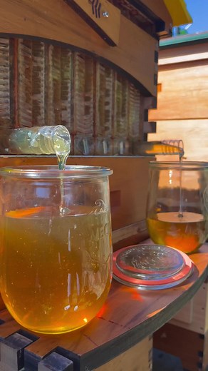 Honey harvest day 🌸🐝 Did 2 of the 7 frames today and got little over 4 litres if honey from the blackberry flow! #honeybee #flowhive #beekeeping