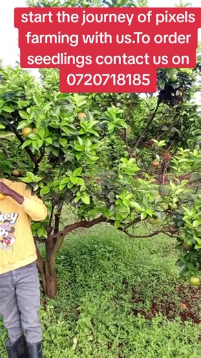 #pixelsfarming#isiolotiktkok #kenyansinqatar🇶🇦🇶🇦🇰🇪🇰🇪 #kenyansinqatar🇶🇦🇶🇦🇰🇪🇰🇪 #kenyansinsaudia🇸🇦🇸🇦🇰🇪🇰🇪