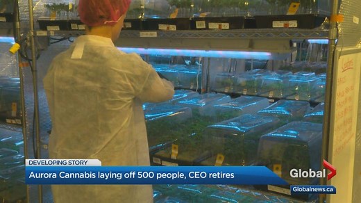 Aurora Cannabis laying off workers, CEO to step down