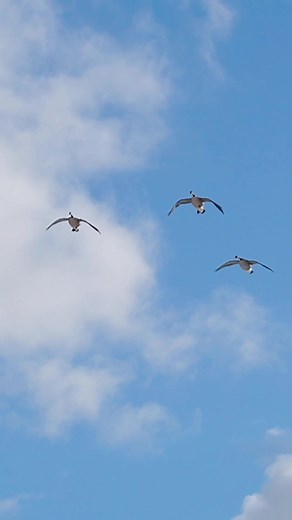 Late Season Honkers Goose Hunting - BW Films