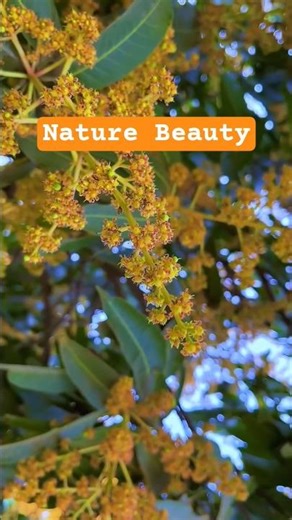 Aam ka fall or ped #mango #mangotree #nature #naturai #tourism #camping #ai #camera