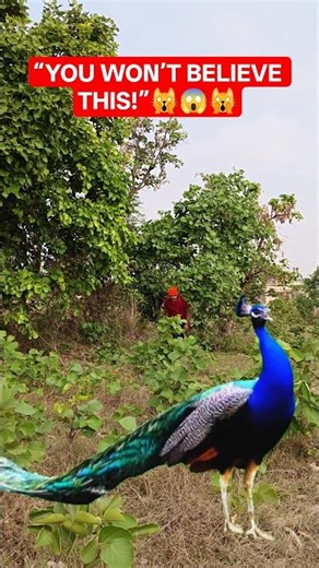 Peacock Hunting & Catching Prey 😱 | Rare Peacock Attack Video | Nature Wildlife Fight #birds #shorts
