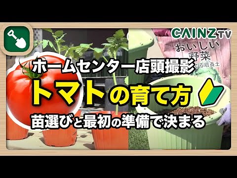 トマトの育て方｜トマト栽培をゼロからプロが教える！必ず最初にやる大事なポイント【前編】