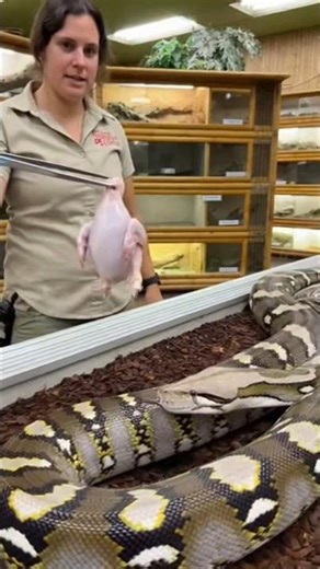 Giant Python Eating Chicken 🐍🔥 | Snake Feeding Moment#snake #python #shorts