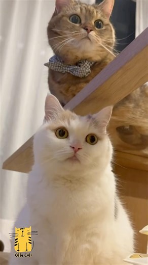 Funny Cat & Cute Kittens784😻 #shorts #kucing #kucinglucu #funny #pet #cat #foryou #viral #viralvideo