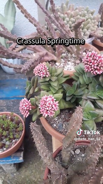 Crassula Springtime Çiçek Açtı: Bekleyiş Sonunda