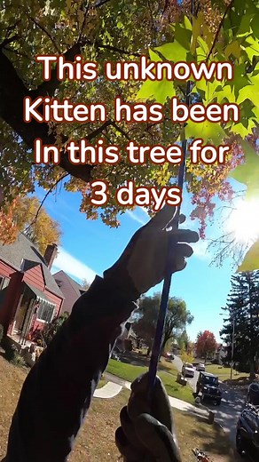 91K views · 7.5K reactions | This unknown #kitten spent at least two nights #stuck in this beauty American sweetgum, liquidambar styraciflua #tree. The neighborhood residents heard it crying at reaches out to me for help. Sweet #cat. #treeclimbing #thecatsinthebag #getmeowtahere #treetopcatrescue #treeclimbing | Duane Hook | Facebook