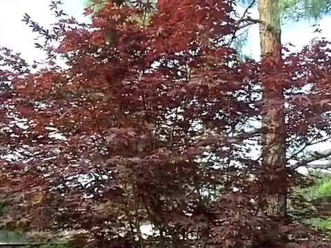 Acer palmatum 'Emperor 1' - 'Emperor 1' Japanese Maple